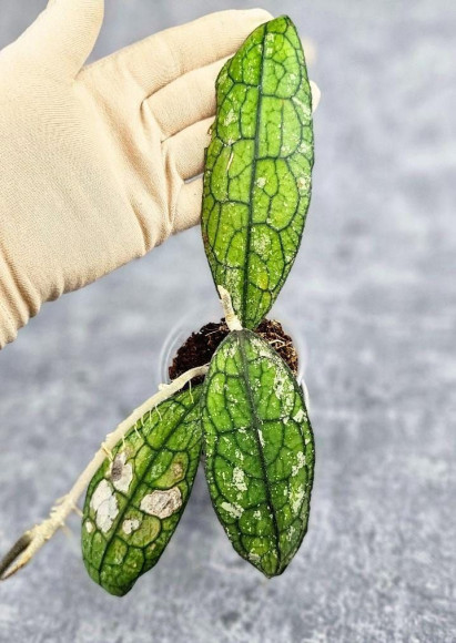 Hoya Clemensiorum Aceh #026   