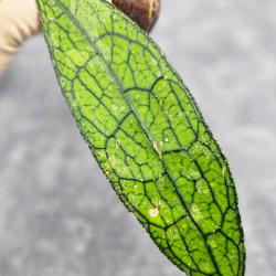 Hoya Clemensiorum Aceh ar #125