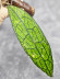 Hoya Clemensiorum Aceh ar #125