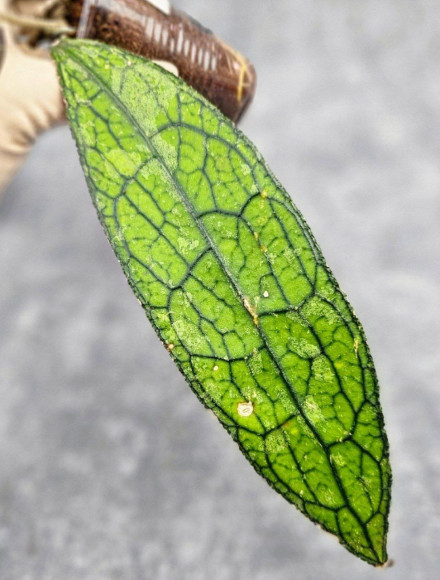 Hoya Clemensiorum Aceh ar #125