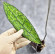 Hoya Clemensiorum Aceh ar #125