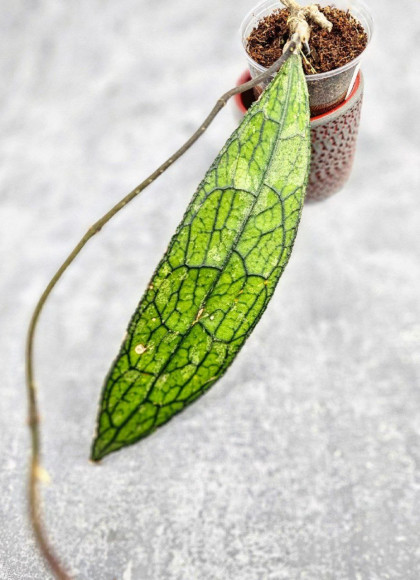 Hoya Clemensiorum Aceh ar #125 Hoya Clemensiorum Aceh ar #125