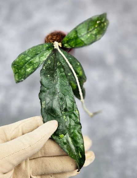 Hoya Clemensiorum Borneo Spesies     