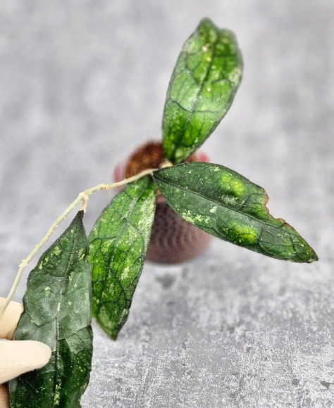 Hoya Clemensiorum Borneo Spesies     