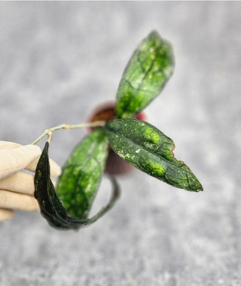 Hoya Clemensiorum Borneo Spesies     