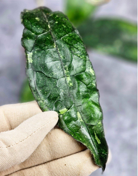 Hoya Clemensiorum Borneo Spesies     