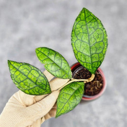 Hoya Clemensiorum Sarawak #002  