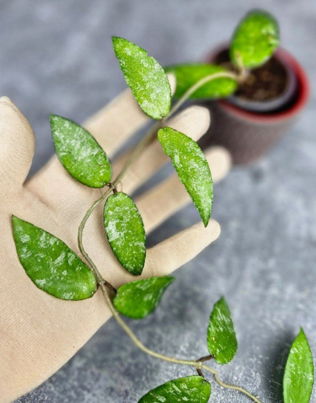 Hoya Caudata Aceh Hoya Caudata Aceh