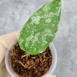 Hoya Caudata Aceh  High Splash  