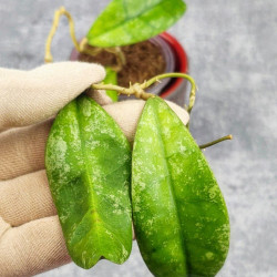 Hoya Aff Lambii Splash 