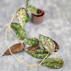 Hoya Caudata Aceh Red Big Leaf  
