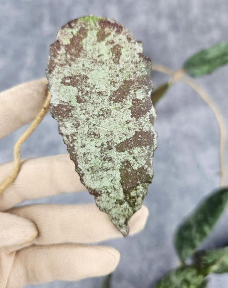 Hoya Caudata Aceh Red Big Leaf Hoya Caudata Aceh Red Big Leaf