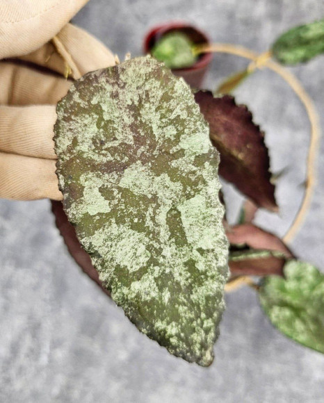 Hoya Caudata Aceh Red Big Leaf Hoya Caudata Aceh Red Big Leaf