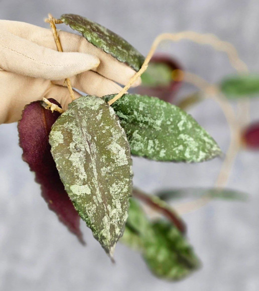 Hoya Caudata Aceh Red Big Leaf Hoya Caudata Aceh Red Big Leaf