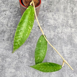 Hoya Sp. Aceh Perlak 