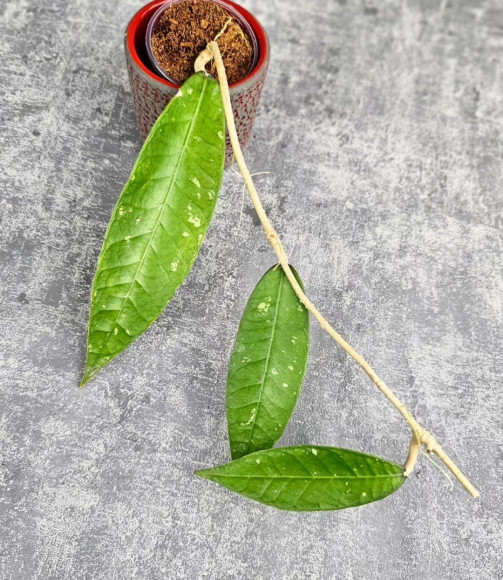 Hoya Sp. Aceh Perlak Hoya Sp. Aceh Perlak