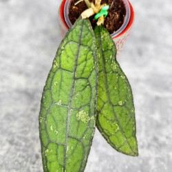 Hoya Clemensiorum Aceh #002