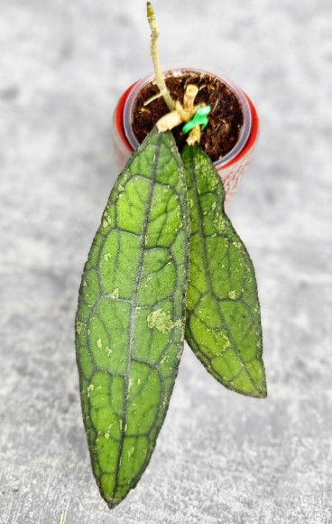 Hoya Clemensiorum Aceh #002