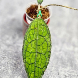 Hoya Clemensiorum Aceh #026    