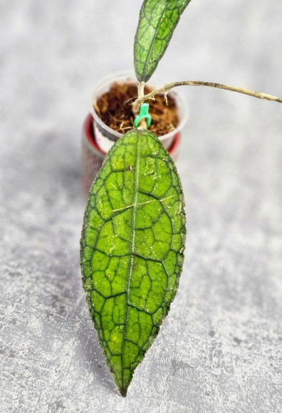 Hoya Clemensiorum Aceh #026    