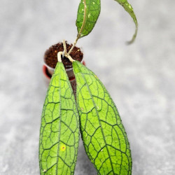 Hoya Clemensiorum Aceh ar #126