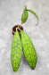 Hoya Clemensiorum Aceh ar #126
