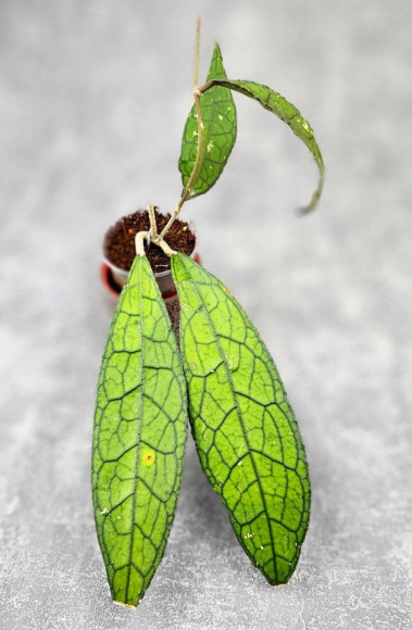 Hoya Clemensiorum Aceh ar #126