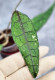 Hoya Clemensiorum Aceh ar #126