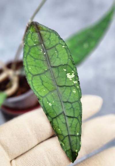 Hoya Clemensiorum Aceh ar #126 Hoya Clemensiorum Aceh ar #126