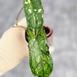 Hoya Clemensiorum Sumatra  #001