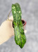 Hoya Clemensiorum Sumatra  #001