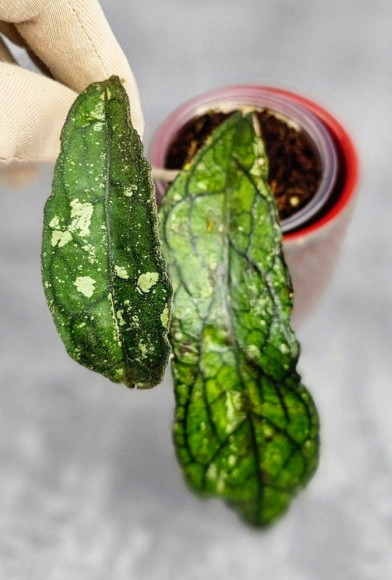 Hoya Clemensiorum Sumatra #001 Hoya Clemensiorum Sumatra #001