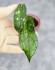 Hoya Clemensiorum Sumatra  #001