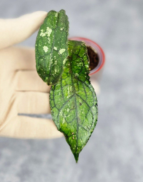 Hoya Clemensiorum Sumatra #001 Hoya Clemensiorum Sumatra #001