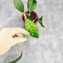 Hoya Clemensiorum Sarawak #002   