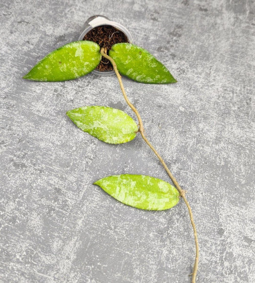 Hoya Caudata Aceh Hoya Caudata Aceh