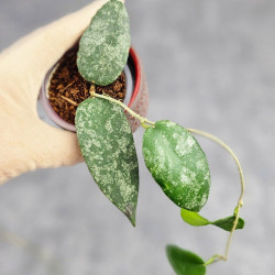 Hoya Caudata Aceh  High Splash  