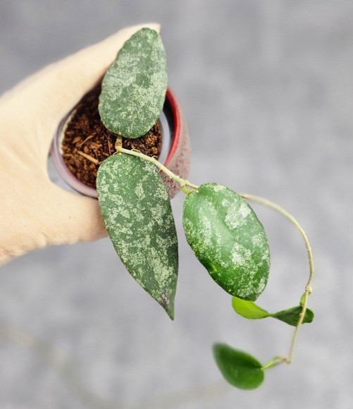 Hoya Caudata Aceh High Splash Hoya Caudata Aceh High Splash