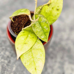 Hoya Aff Lambii Splash  