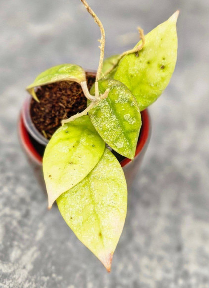 Hoya Aff Lambii Splash Hoya Aff Lambii Splash