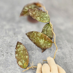 Hoya Caudata Aceh Red Big Leaf  