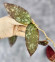 Hoya Caudata Aceh Red Big Leaf Hoya Caudata Aceh Red Big Leaf