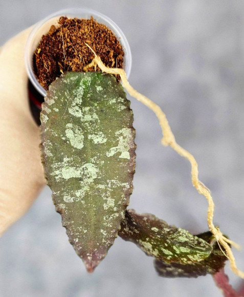 Hoya Caudata Aceh Red Big Leaf Hoya Caudata Aceh Red Big Leaf