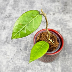 Hoya Sp. Aceh Shogun Black Margin 