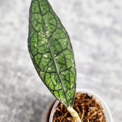 Hoya Clemensiorum Aceh #002 