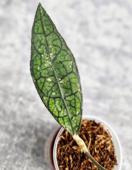 Hoya Clemensiorum Aceh #002 
