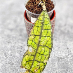 Hoya Clemensiorum Aceh ar #128