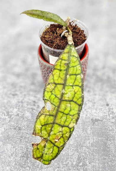 Hoya Clemensiorum Aceh ar #128