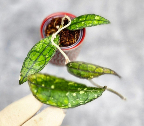 Hoya Clemensiorum Sumatra #001 Hoya Clemensiorum Sumatra #001