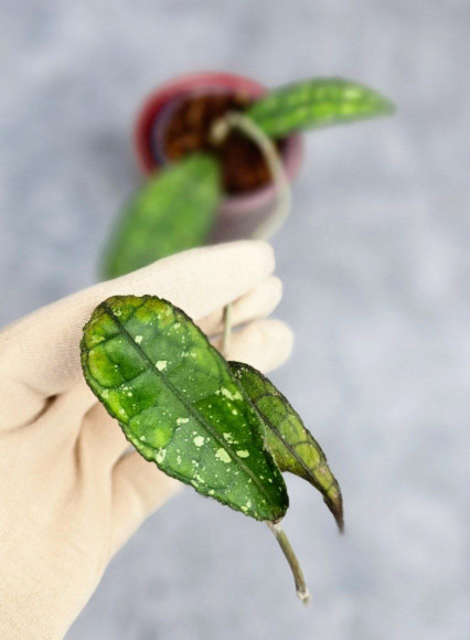 Hoya Clemensiorum Sumatra #001 Hoya Clemensiorum Sumatra #001